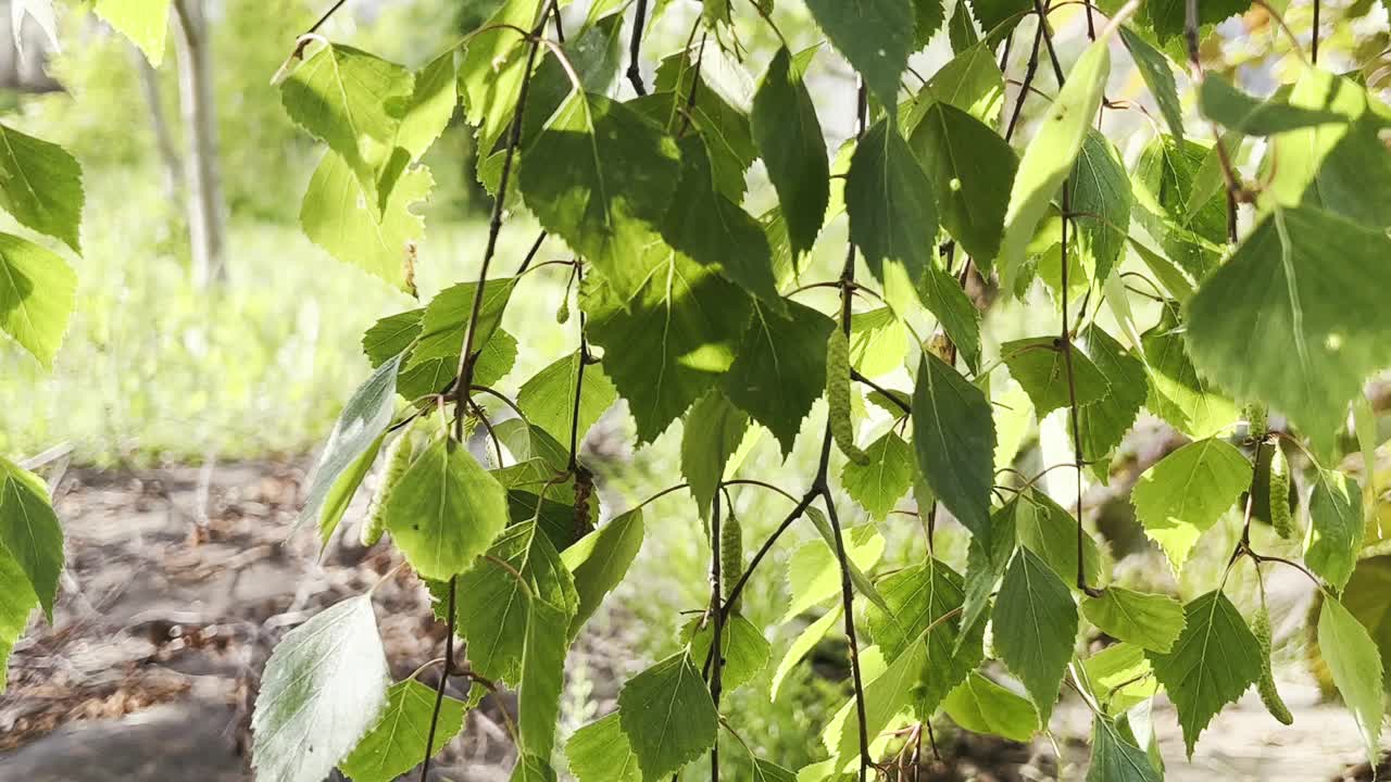 倒影在池水中的乡村住宅和柏树的正面。视频素材