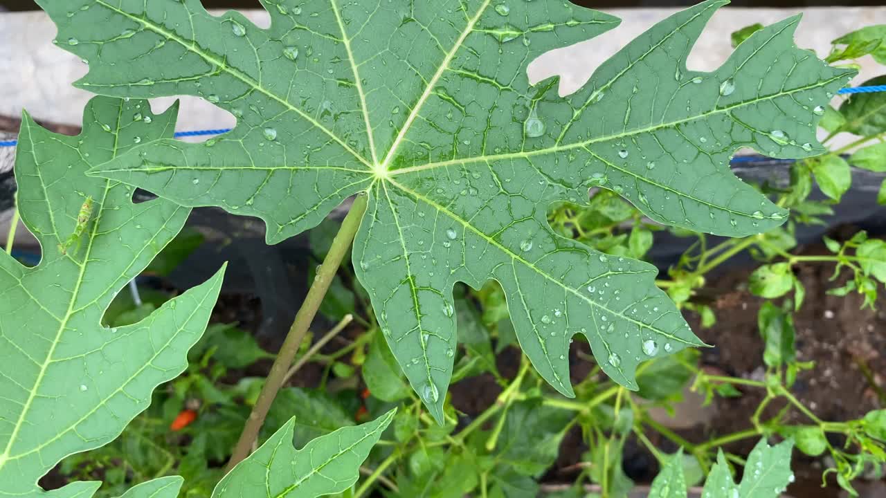 木瓜叶视频素材