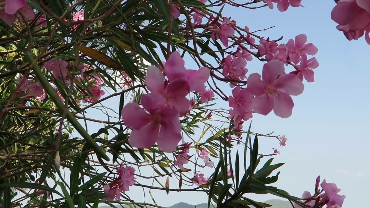 风吹着粉红色的花。视频素材