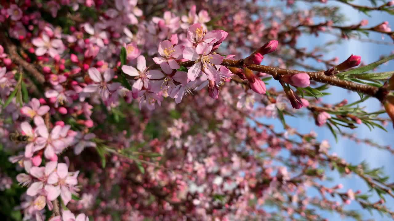 特写美丽的果树花在一个模糊的背景视频素材