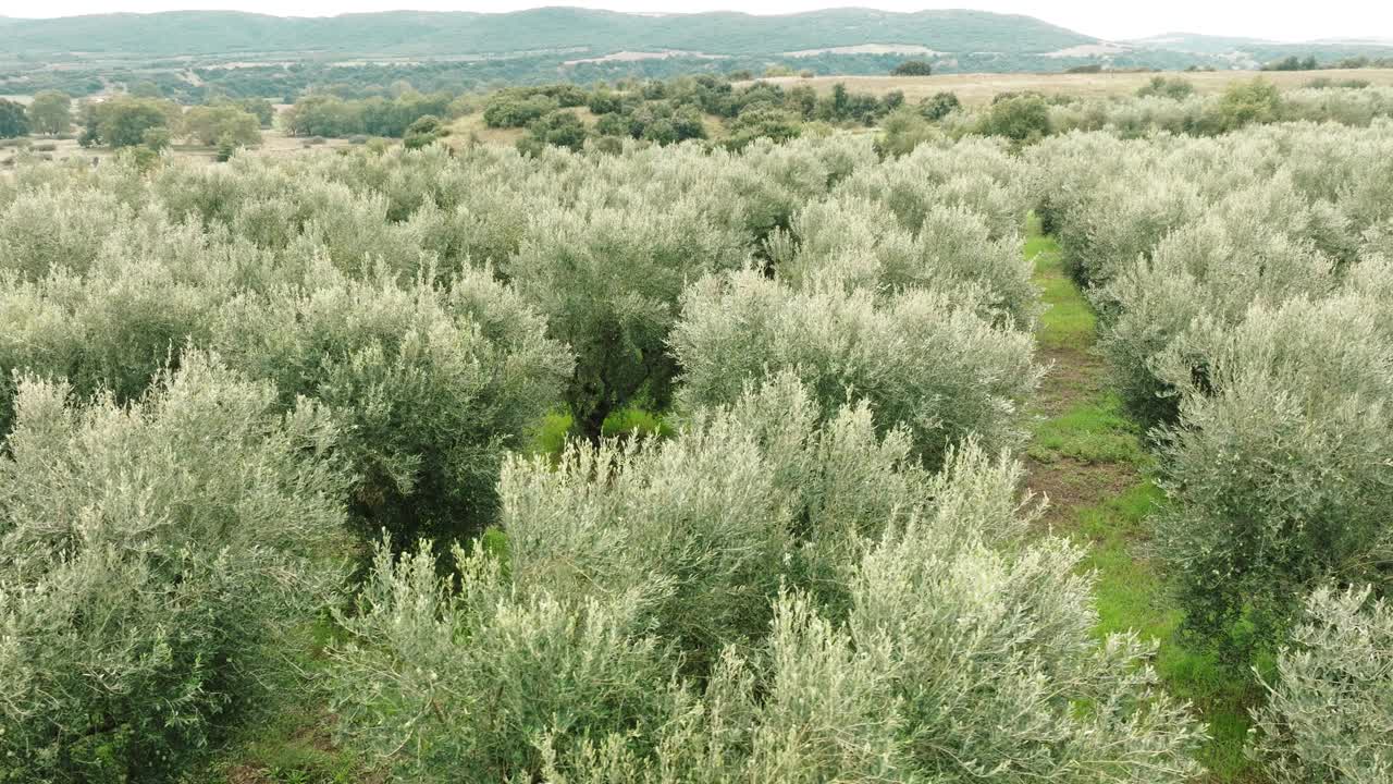 在希腊，农场花园里的橄榄树种植园种植着橄榄果实，在夏季的群山背景下，无人机滑动转向种植橄榄油。鸟瞰图，俯视图视频素材