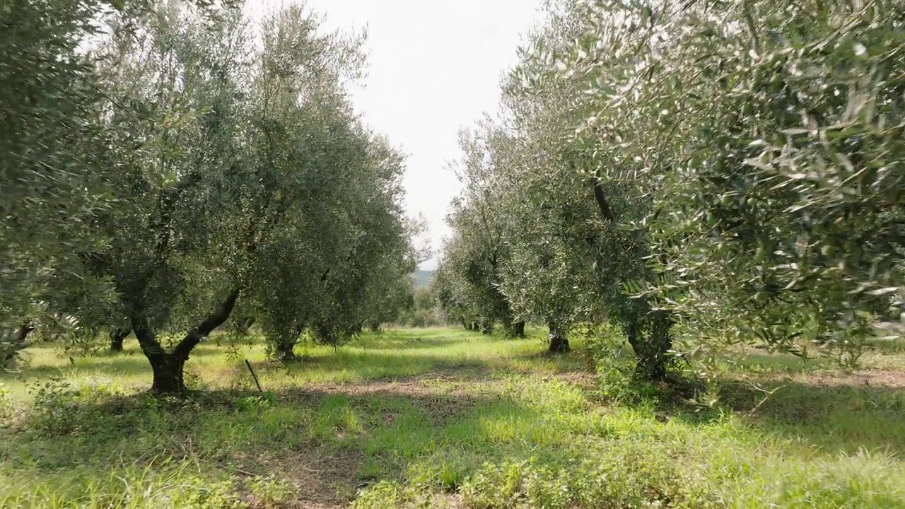 在夏季鸟瞰图中，希腊农场花园里的橄榄树种植园种植着橄榄果实，无人机将橄榄树种植成行，用于生产橄榄油。大自然。农业视频素材