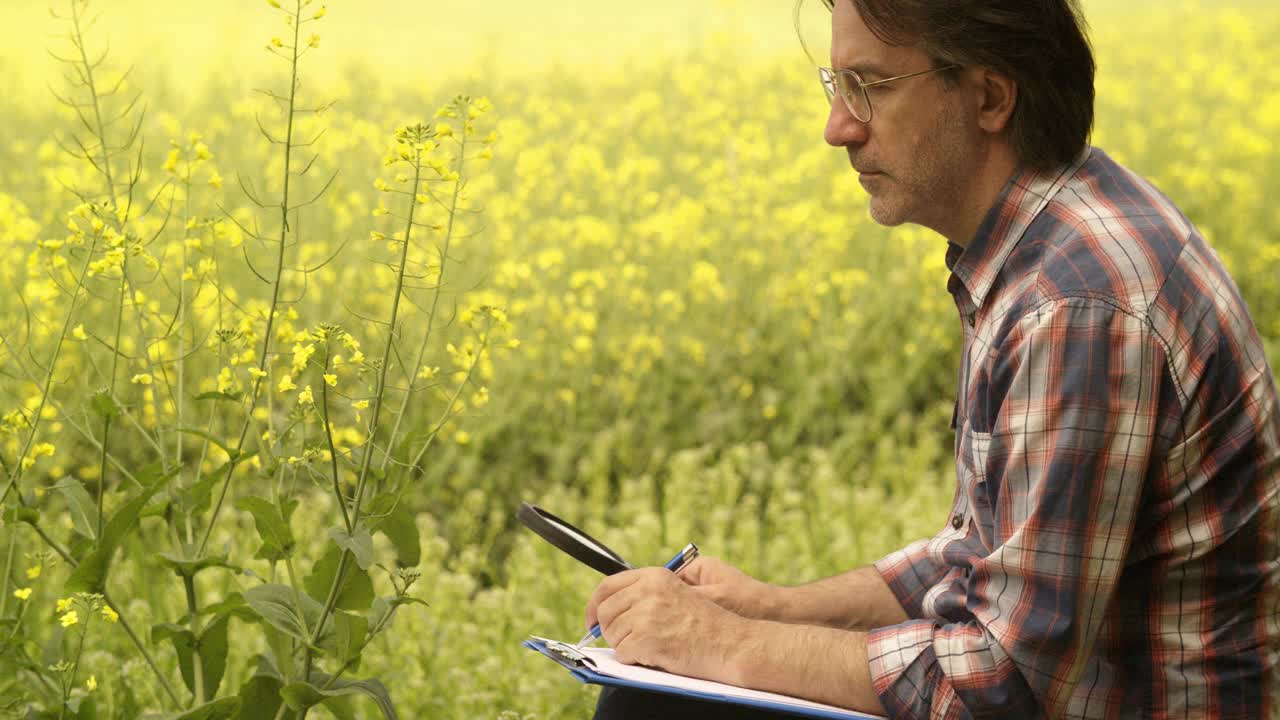 这位植物学家对油菜籽的栽培进行科学研究视频素材