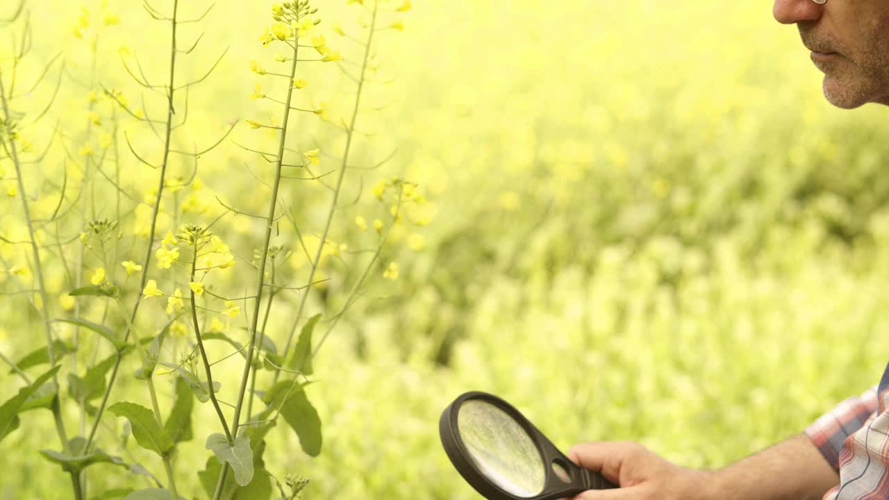 植物学家手中的放大镜视频下载