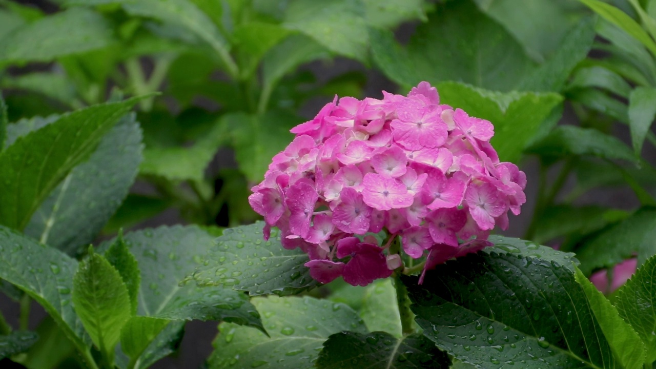 粉红色的绣球花被雨淋湿了视频素材