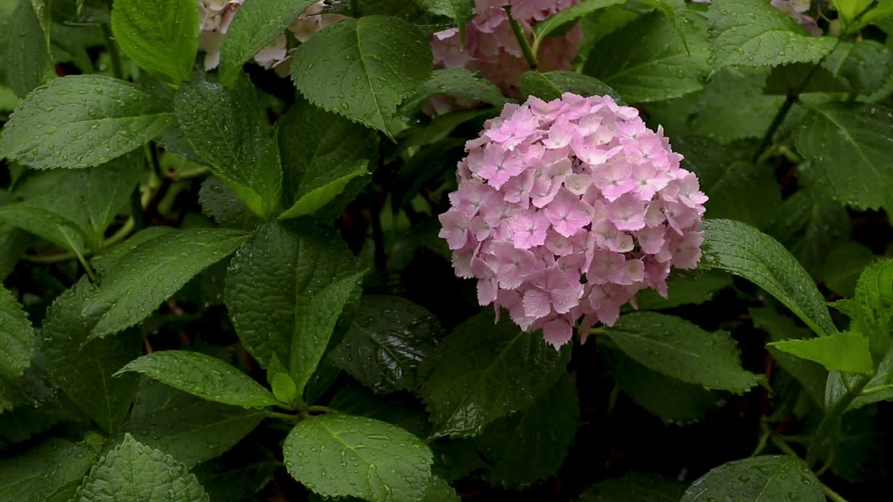 粉红色的绣球花被雨淋湿了视频素材