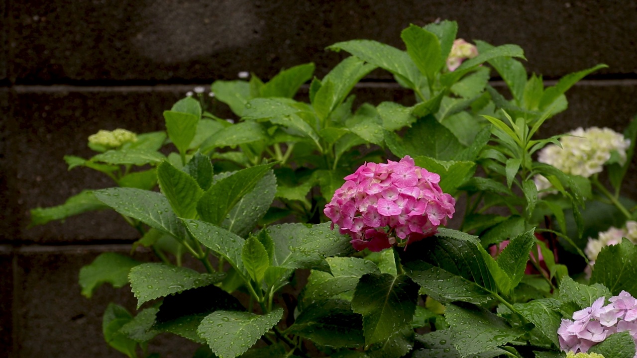 绣球花在雨中湿了视频素材