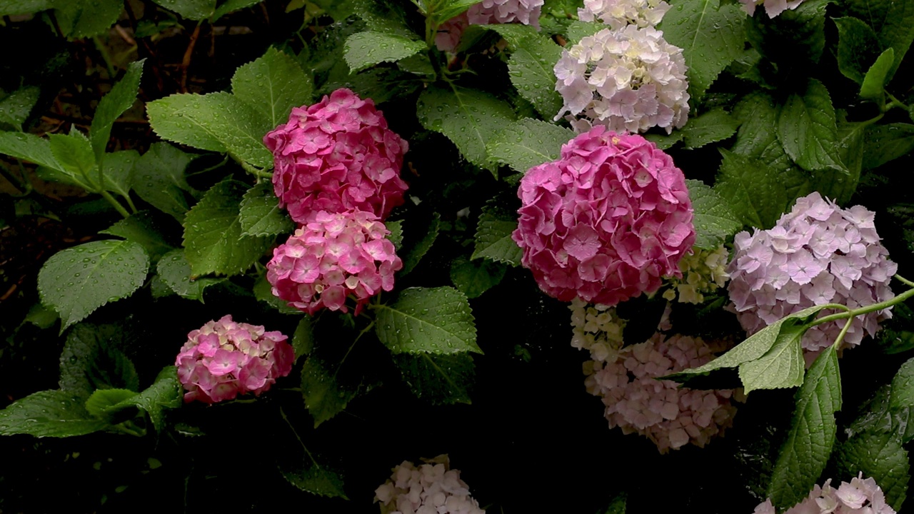 绣球花在雨中湿了视频素材