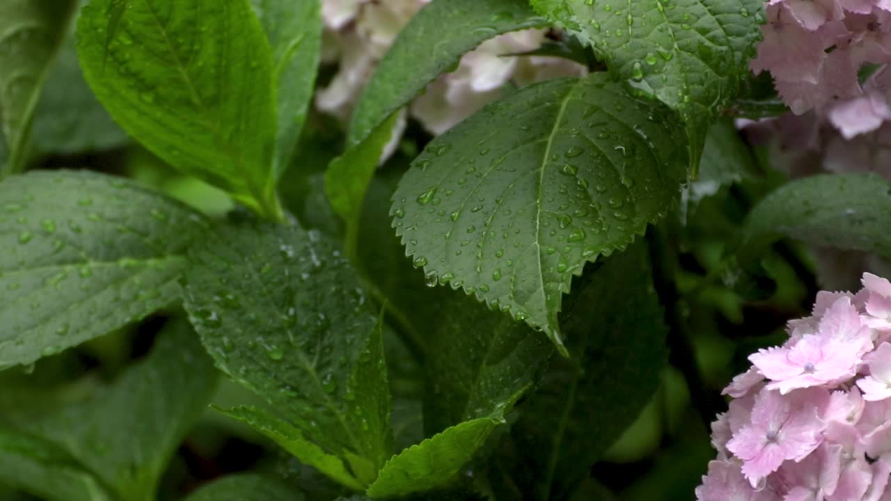 绣球花的叶子被雨淋湿了视频素材