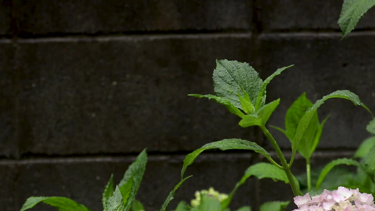 绣球花的叶子被雨淋湿了视频素材