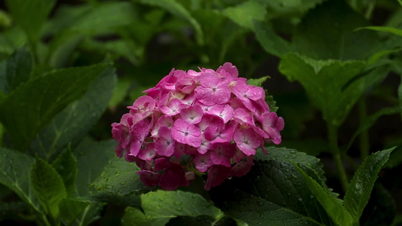 绣球花在大雨中湿了视频素材