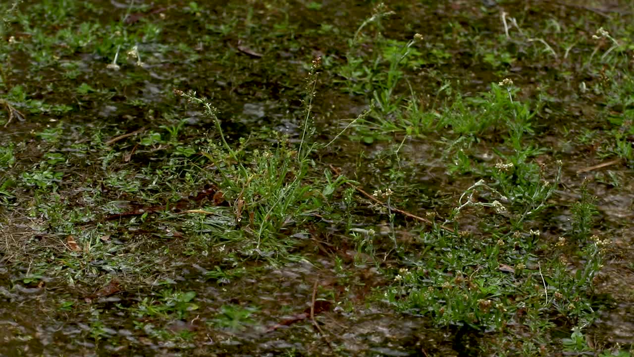 雨水落在地上视频素材