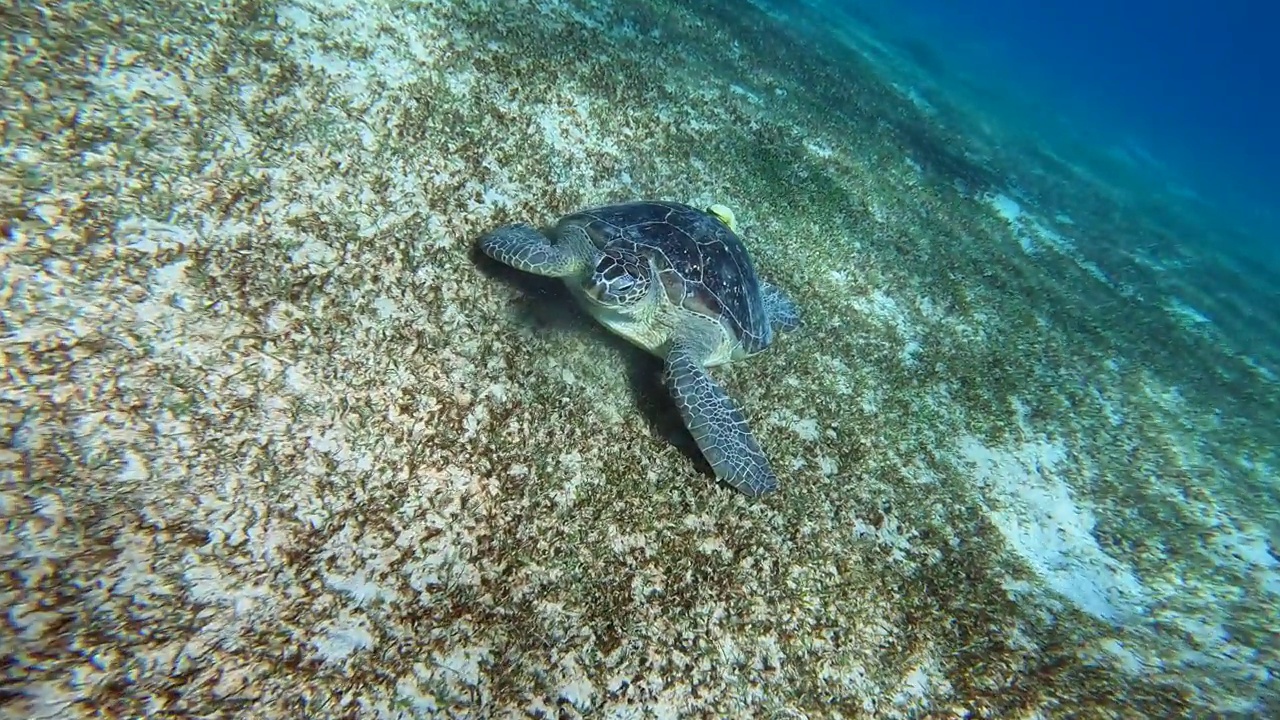 活的细鳞鲨(Echeneis naucrates)在珊瑚礁站清洁绿海龟(Chelonia mydas)。细长的吸鲨鱼附着在海龟的身体上视频下载