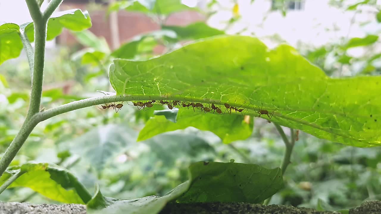 藏在大树叶下的红蚂蚁或织蚁的宏观视图视频素材