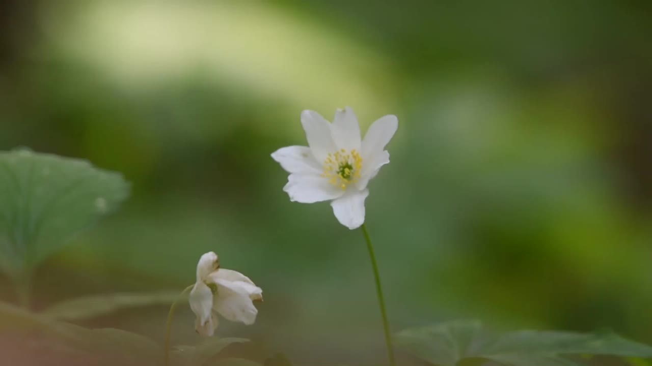 绿色背景上的雪花莲花特写视频素材