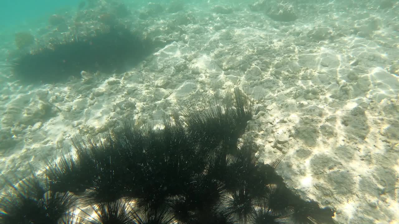 石头上的海胆，海底上的黑海胆视频素材