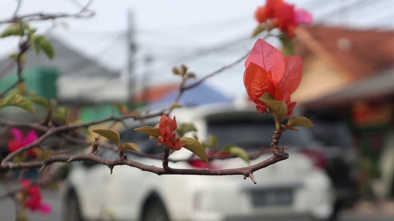 红九重葛花路旁随风摇曳视频素材