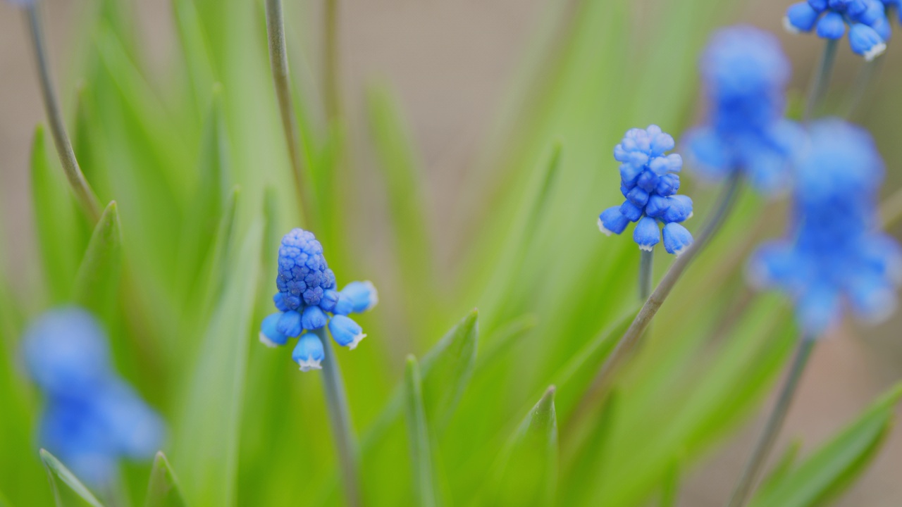 一群春天盛开的葡萄风信子。蓝色钟形花。开花风信子花的背景。有选择性的重点。视频素材