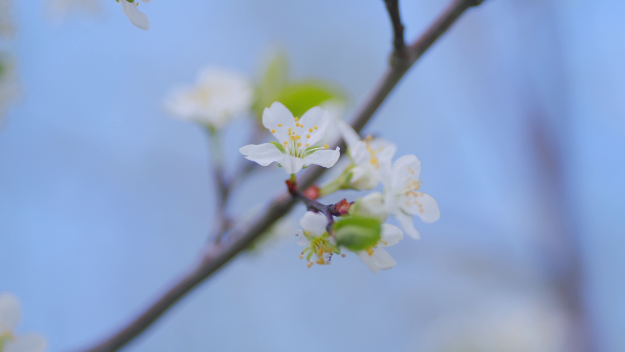 花园里开花的果树。在一个阳光明媚的春日，樱花盛开。盛开的背景。缓慢的运动。视频素材