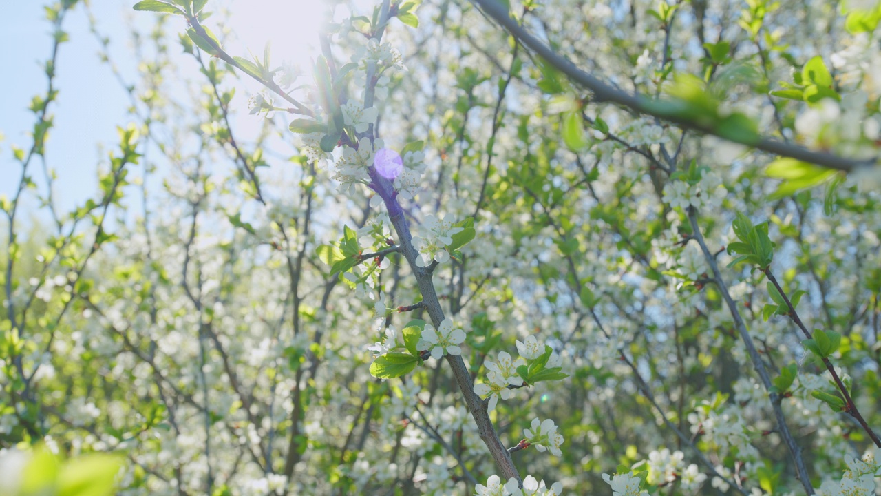 樱花在风中摇曳。开着白花的甜樱桃树枝。散景。视频素材