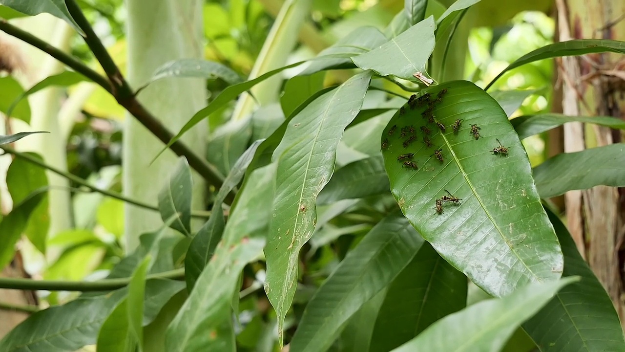 黄蜂、大黄蜂、欧洲纸黄蜂、长着黑色条纹的竹蜂或昆虫，平静地栖息在芒果树的叶子上。(就像在暴风雨来临前准备避雨)视频素材