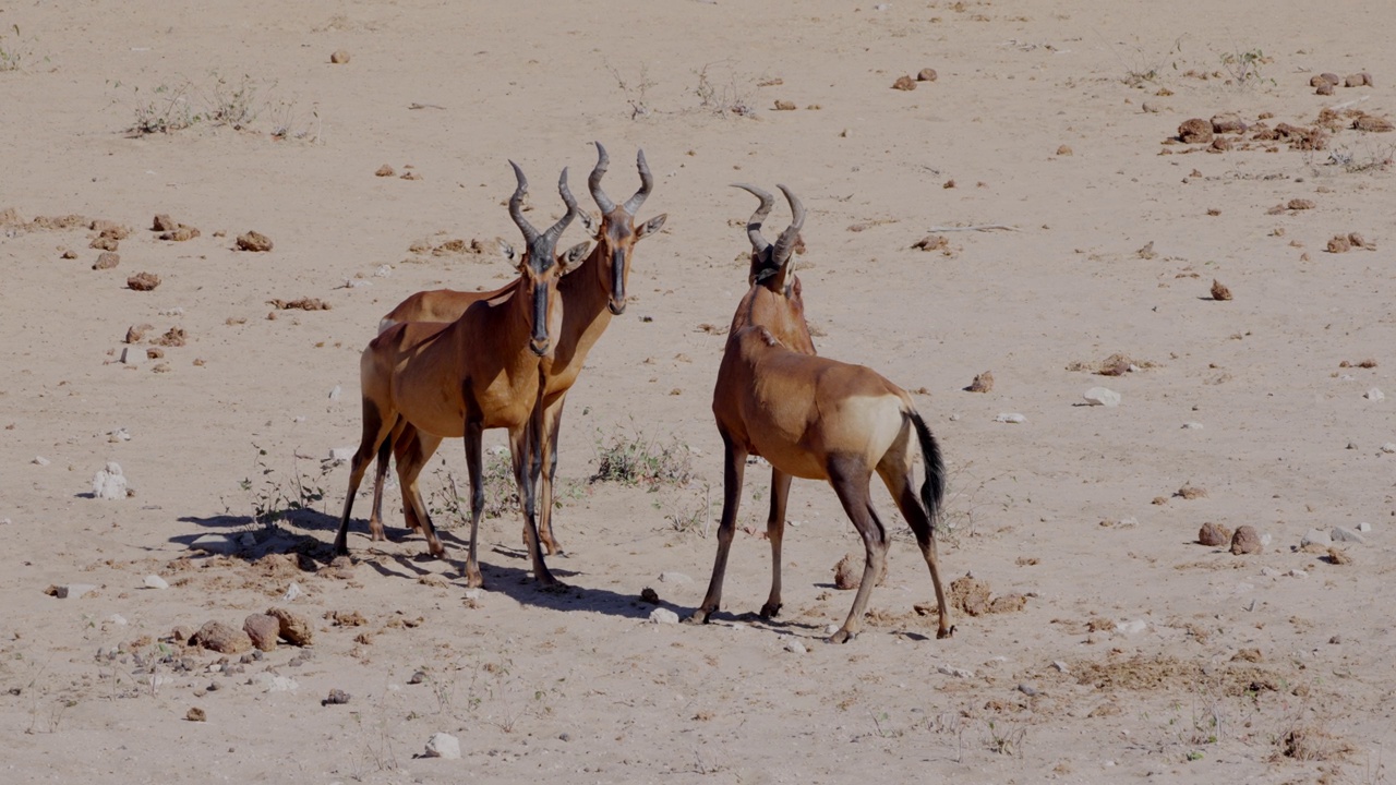 赤角羚(学名:Alcelaphus buselaphus caama)又称角羚或caama视频素材