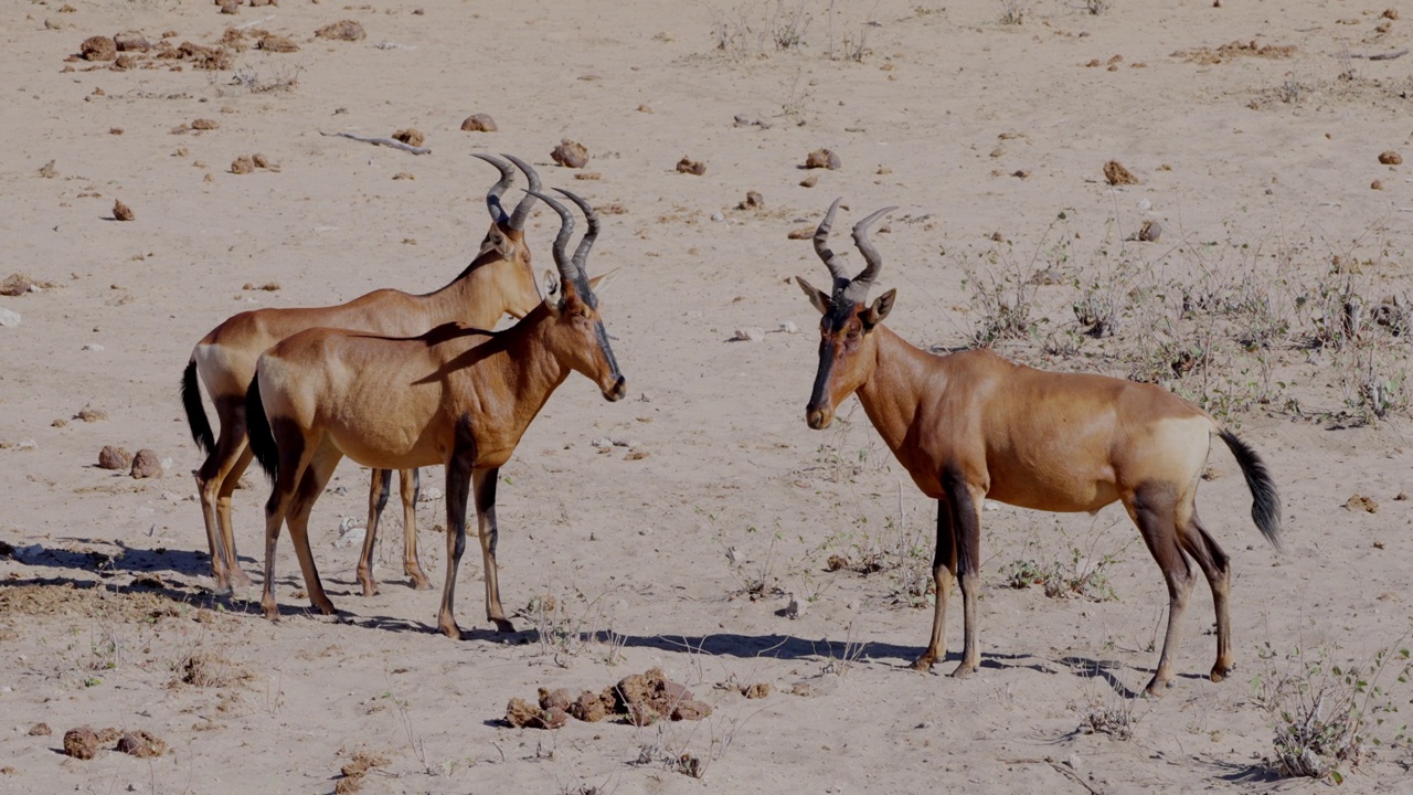 赤角羚(学名:Alcelaphus buselaphus caama)又称角羚或caama视频素材