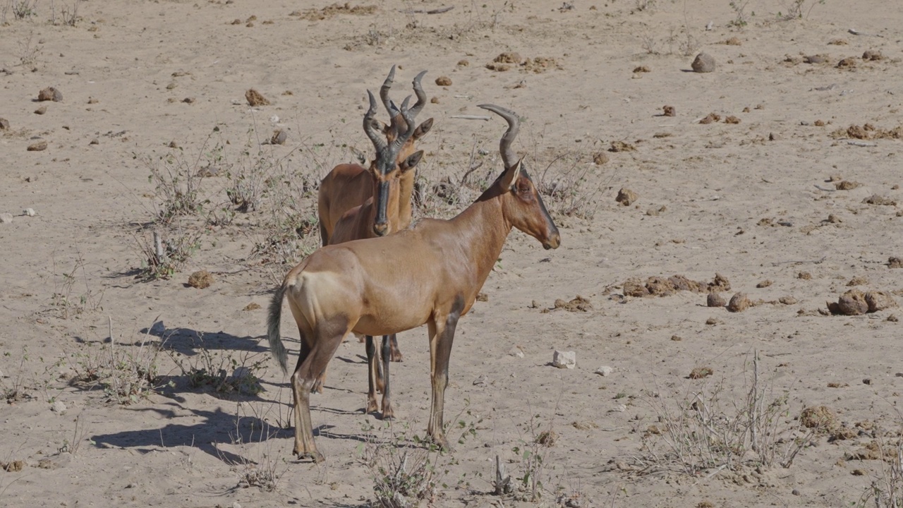 红羚羊(Alcelaphus buselaphus caama)用角碰撞。也被称为开普哈特贝斯或卡马视频素材