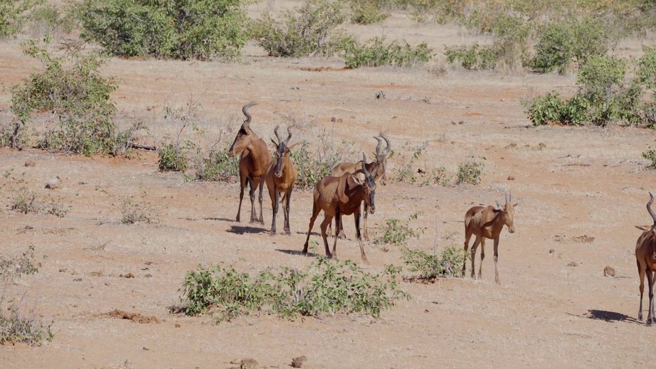 赤角羚(学名:Alcelaphus buselaphus caama)又称角羚或caama视频素材