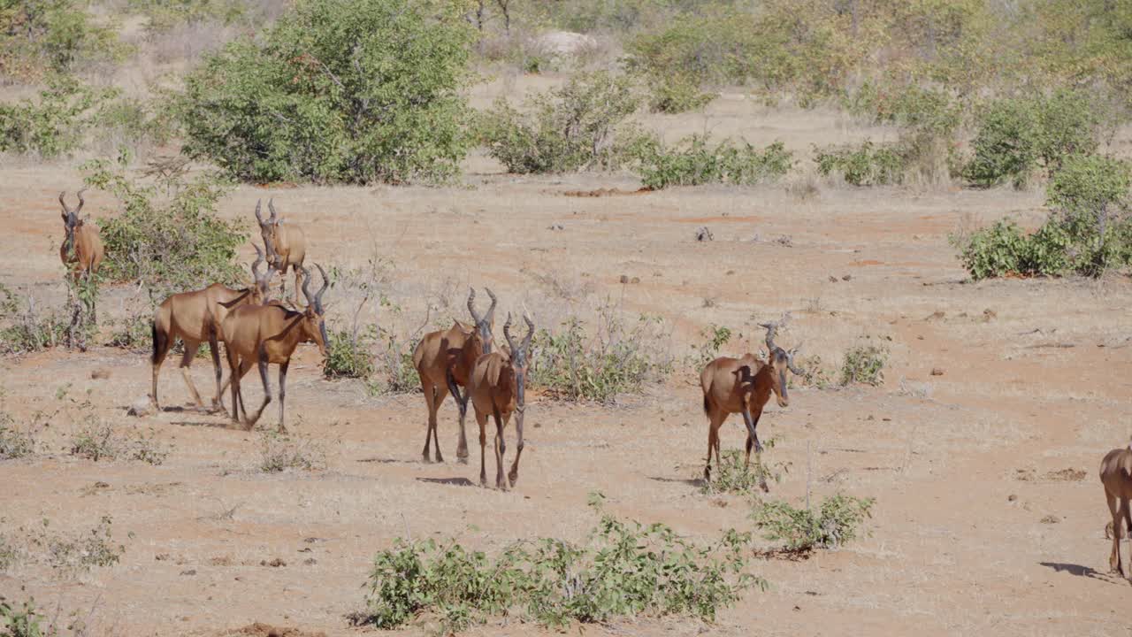 赤角羚(学名:Alcelaphus buselaphus caama)又称角羚或caama视频素材