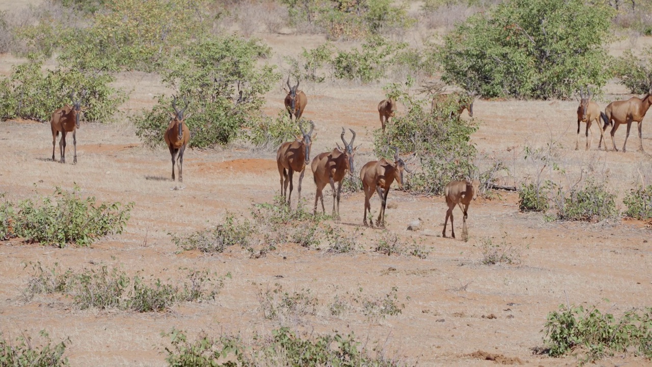 赤角羚(学名:Alcelaphus buselaphus caama)又称角羚或caama视频素材