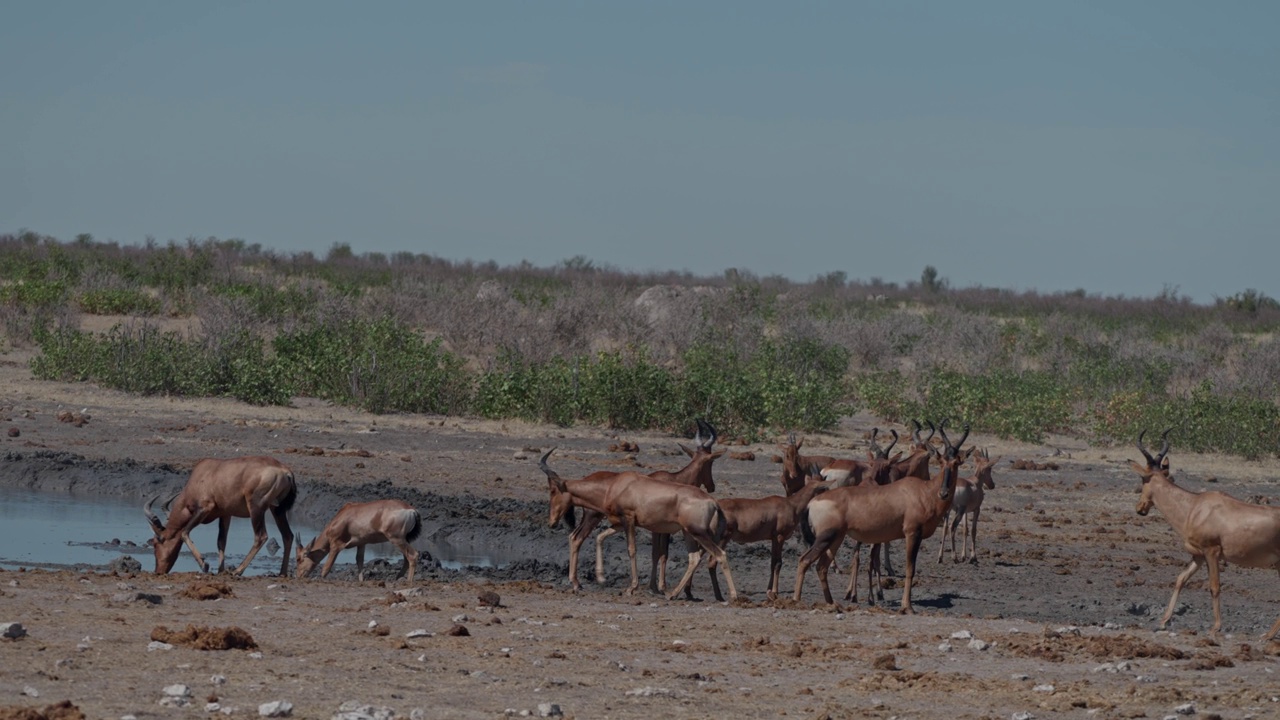 赤角羚(学名:Alcelaphus buselaphus caama)又称角羚或caama视频素材