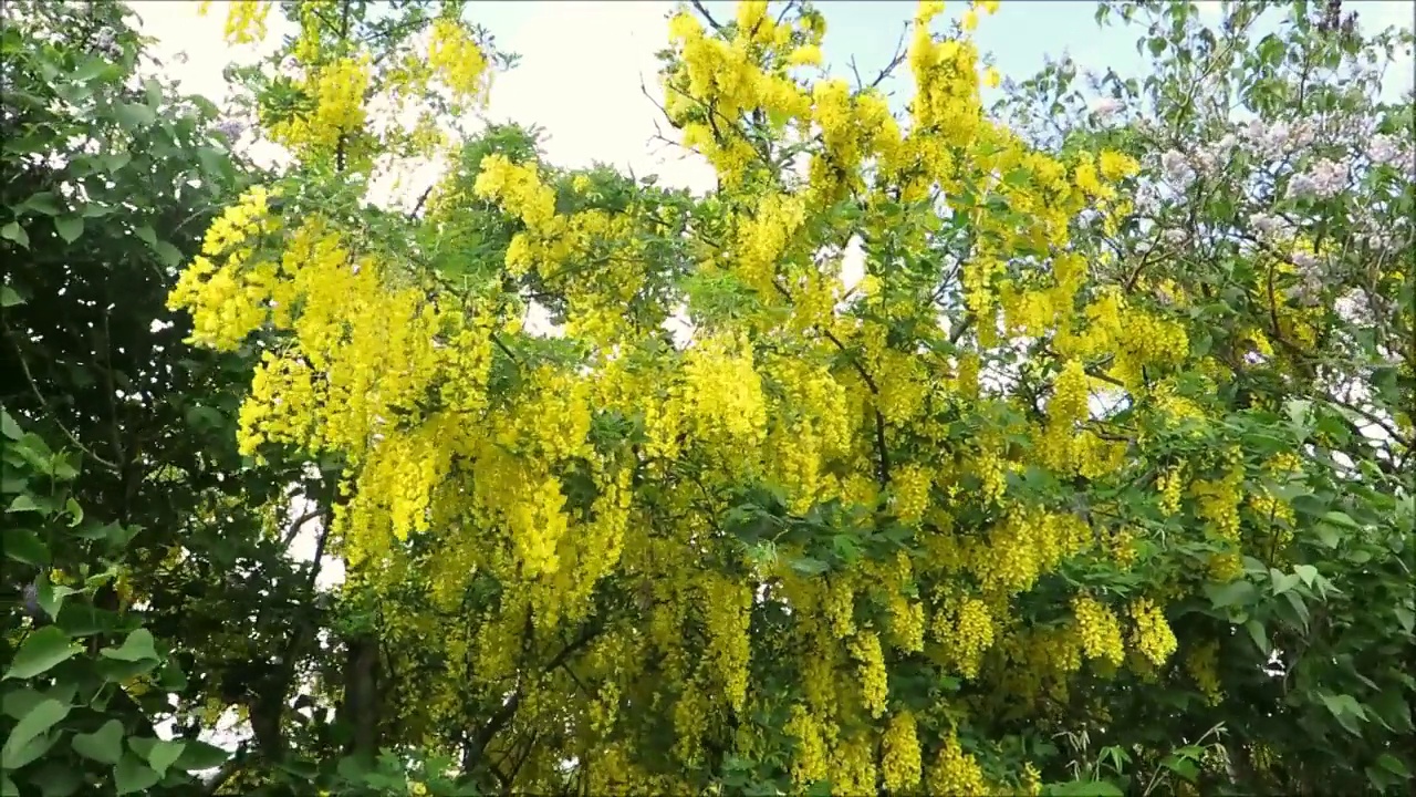 丹麦南部灌木篱笆墙中的黄色开花的金盏花和丁香灌木视频素材