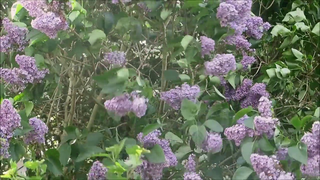 开花的丁香灌木在风中摇曳视频素材