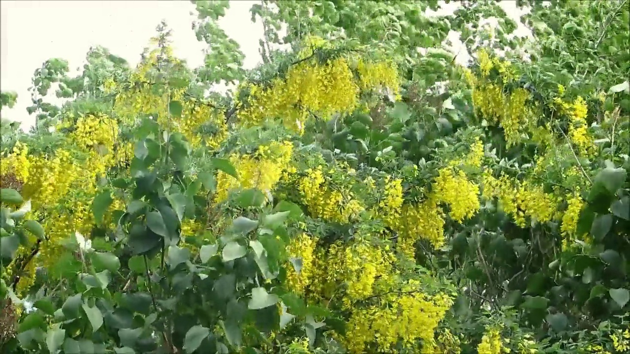 丹麦南部灌木篱笆墙中的黄色开花的金盏花和丁香灌木视频素材