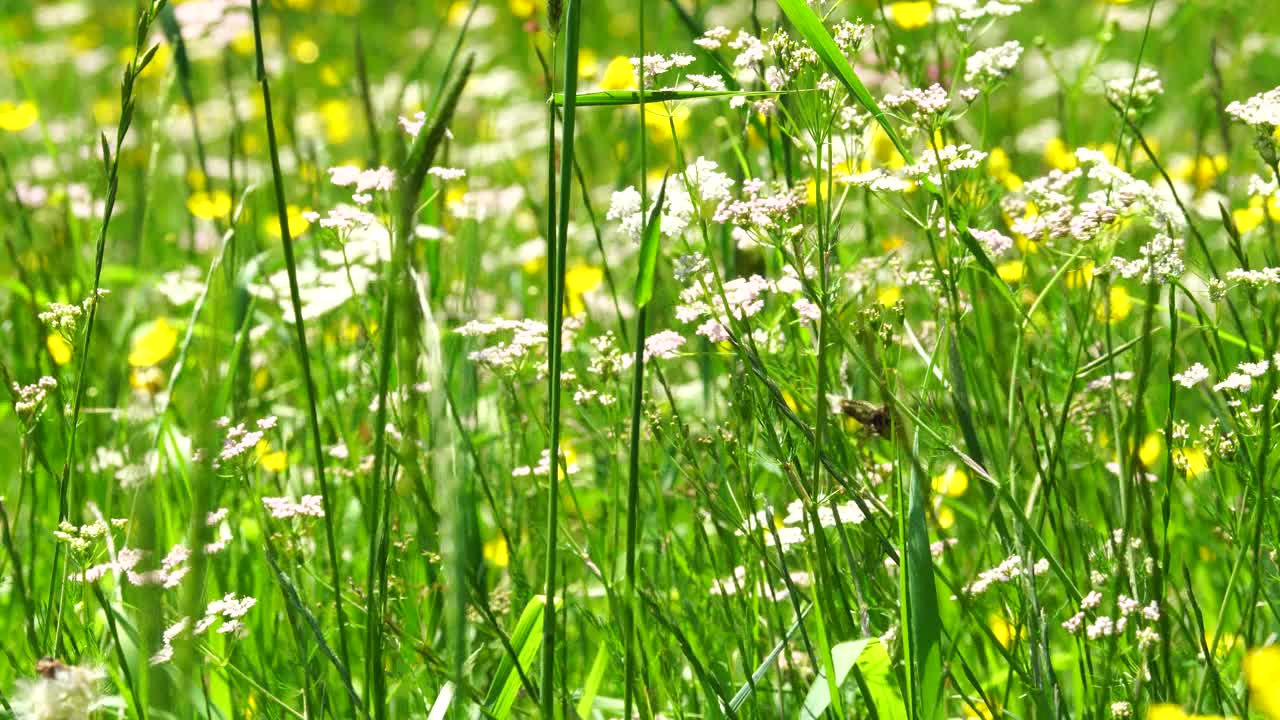 风中草地上的野花视频下载