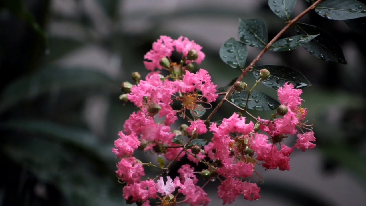 花紫薇视频素材