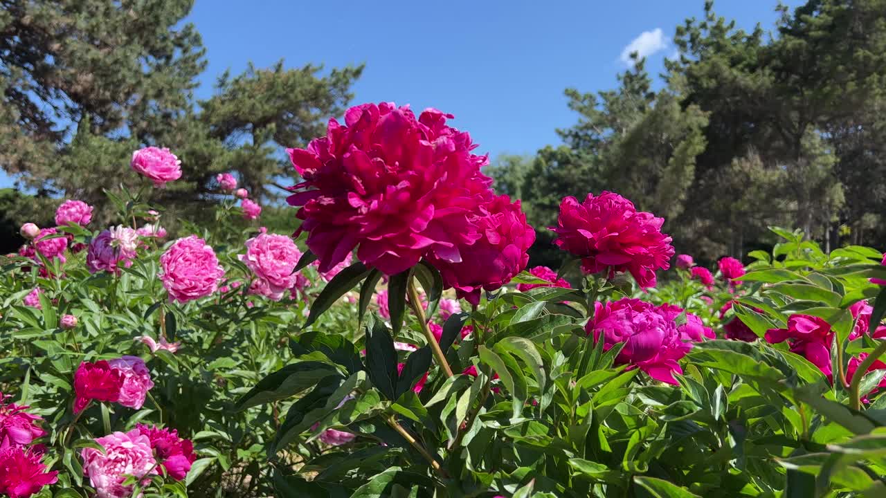 花园里开着粉红色的牡丹。视频素材