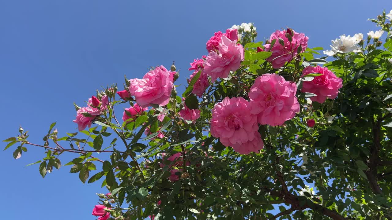 玫瑰红的花朵在蓝色的天空。视频素材