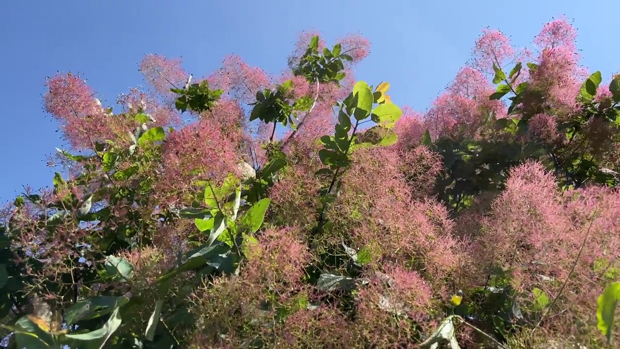 烟灌木，Cotinus coggygria，是一种落叶灌木，通常也被称为皇家紫烟灌木，烟灌木，烟树和紫烟树。视频素材