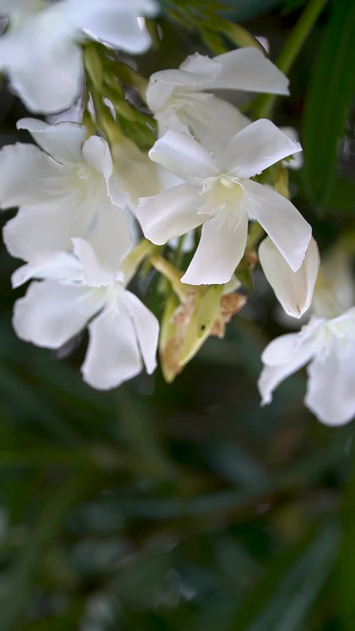 白色的花朵紧贴在户外视频素材