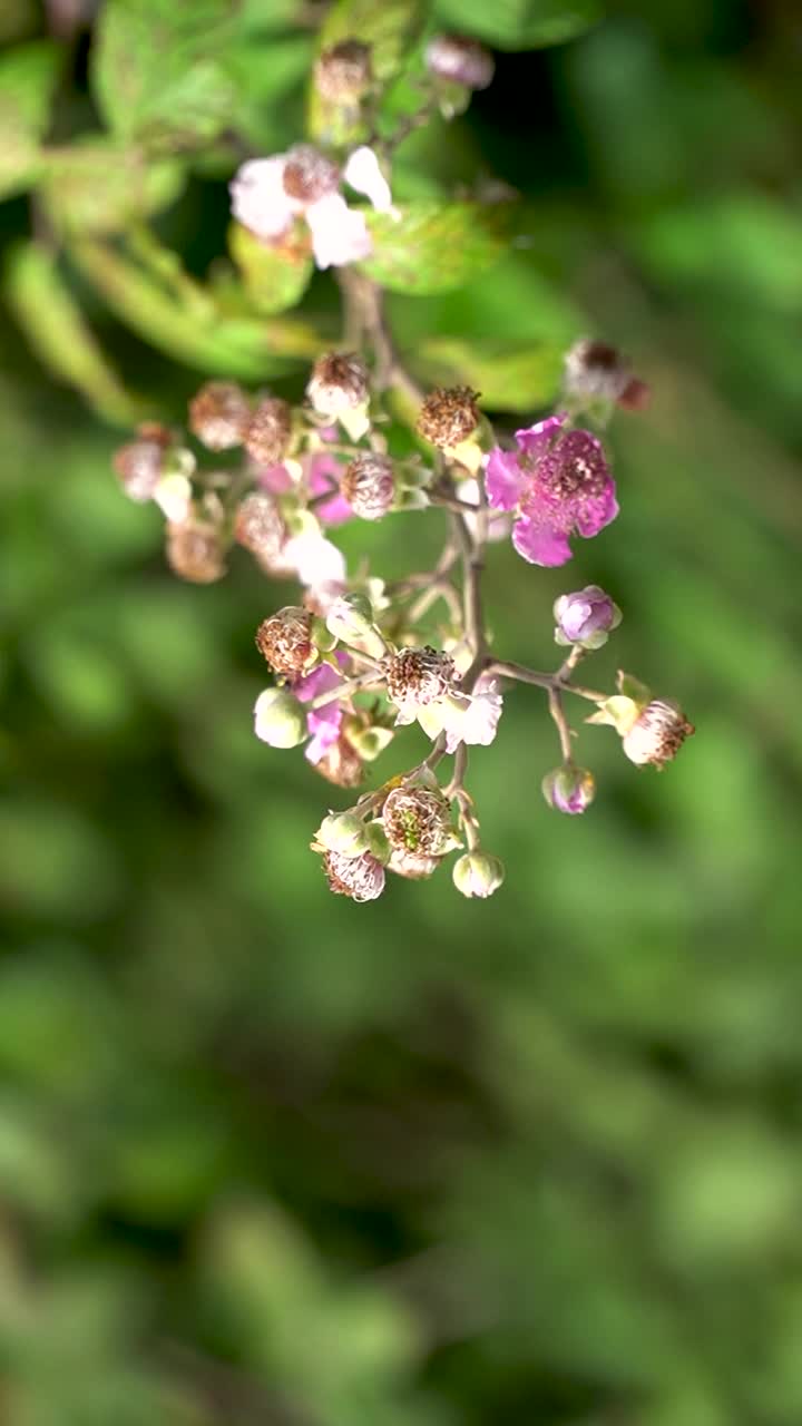 蜜蜂在户外的荆棘花上飞舞视频素材