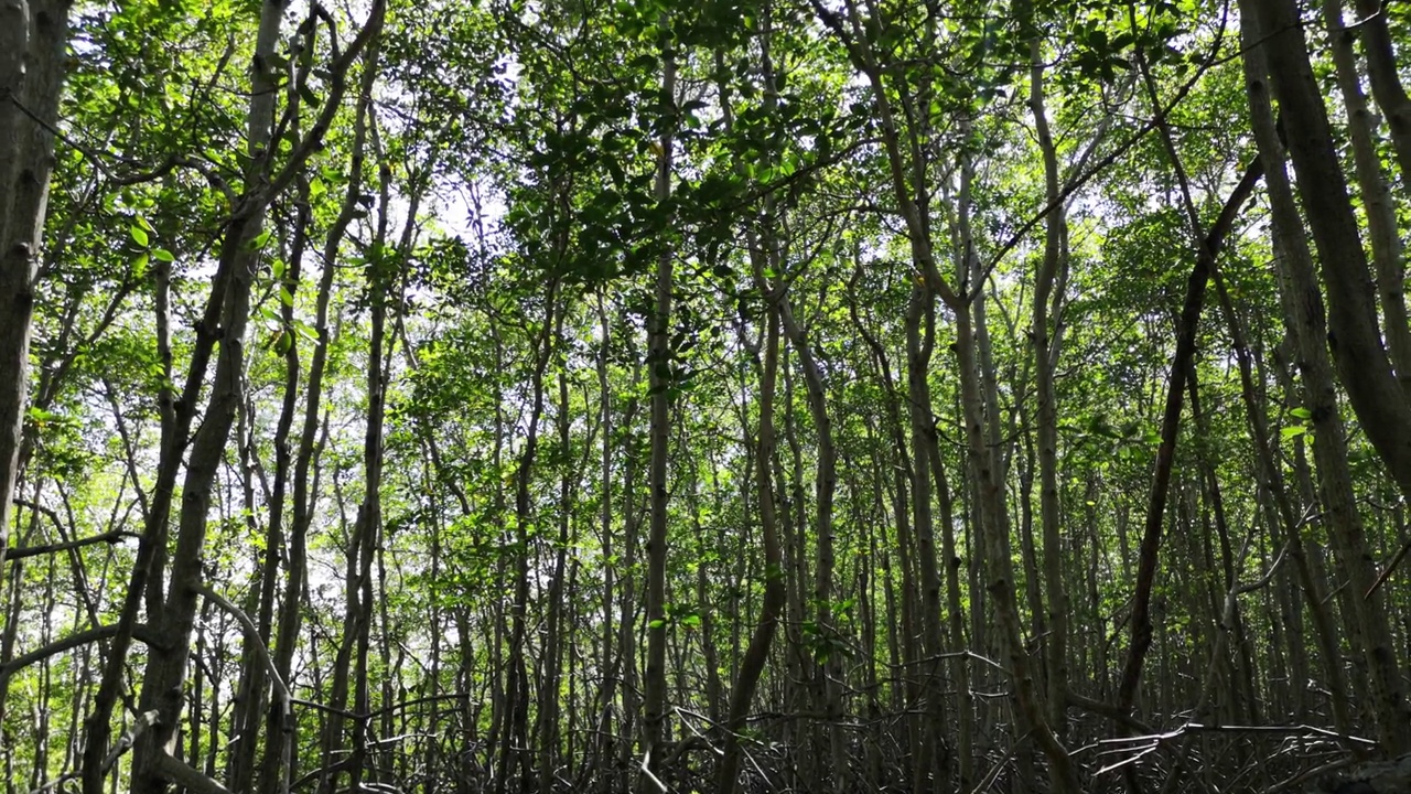 巴西红树林的根与潮汐海洋视频下载