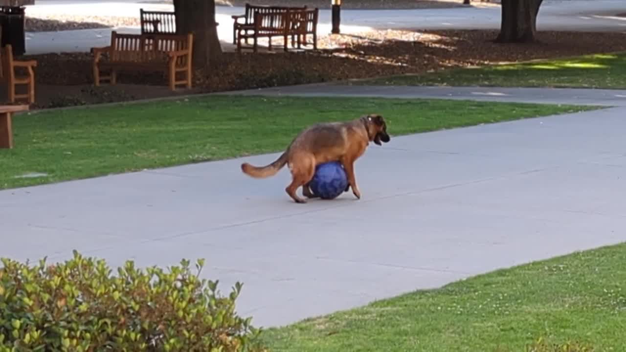 一只德国牧羊犬正在玩一个大球视频下载