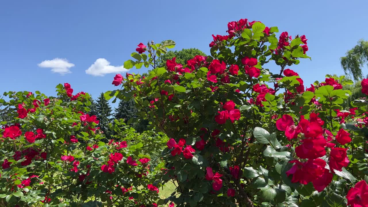 夏日公园里的玫瑰丛鲜红的花朵。视频素材