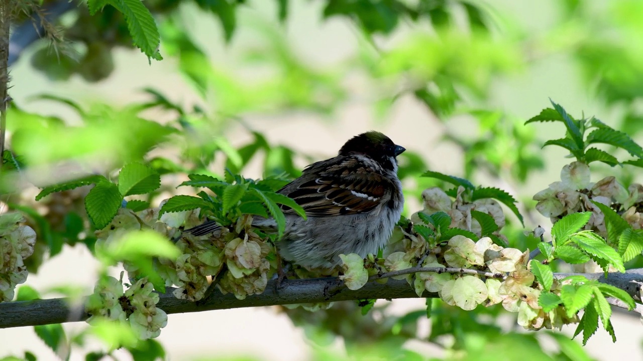 欧亚树雀，Passer montanus。在野外视频素材