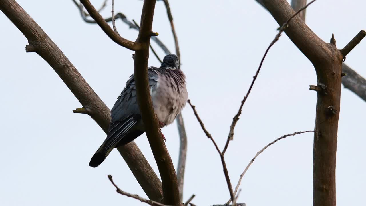 常见的木鸽Columba palumbus，栖息在树上，在野外视频素材