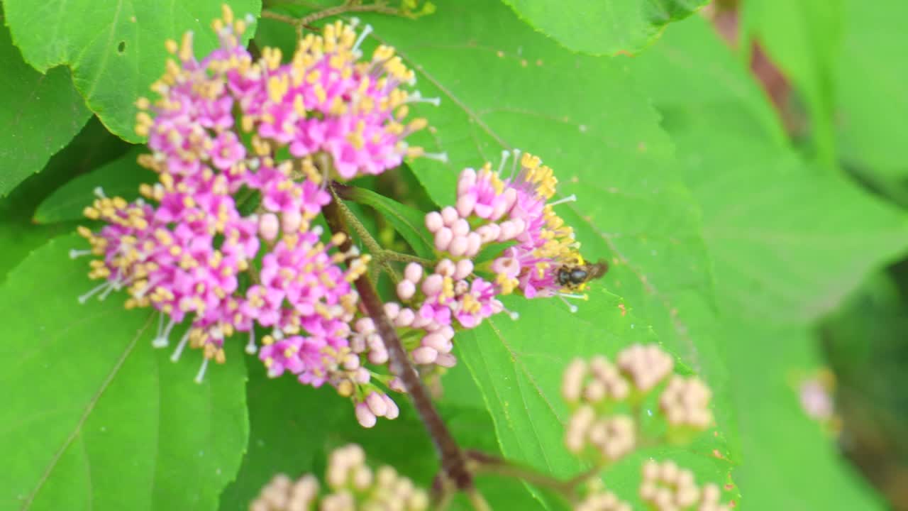 一只收集花粉的蜜蜂视频下载