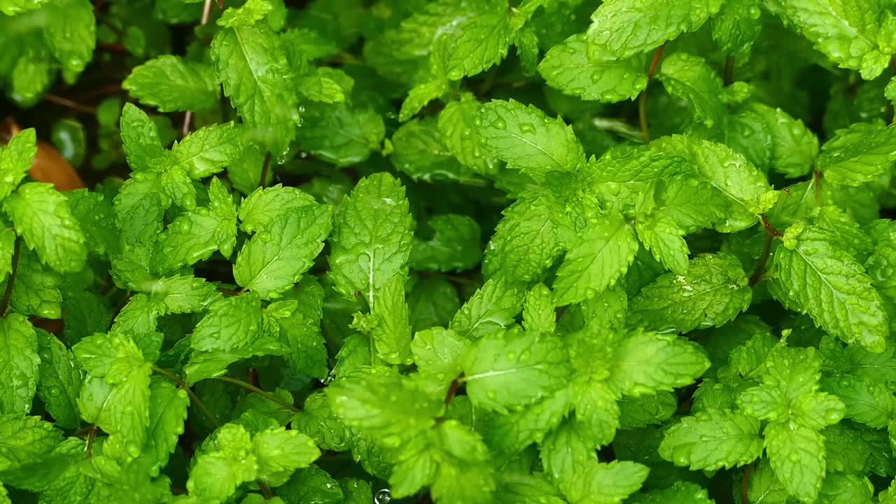 雨滴在新鲜薄荷植物-阿育吠陀草本有机视频素材