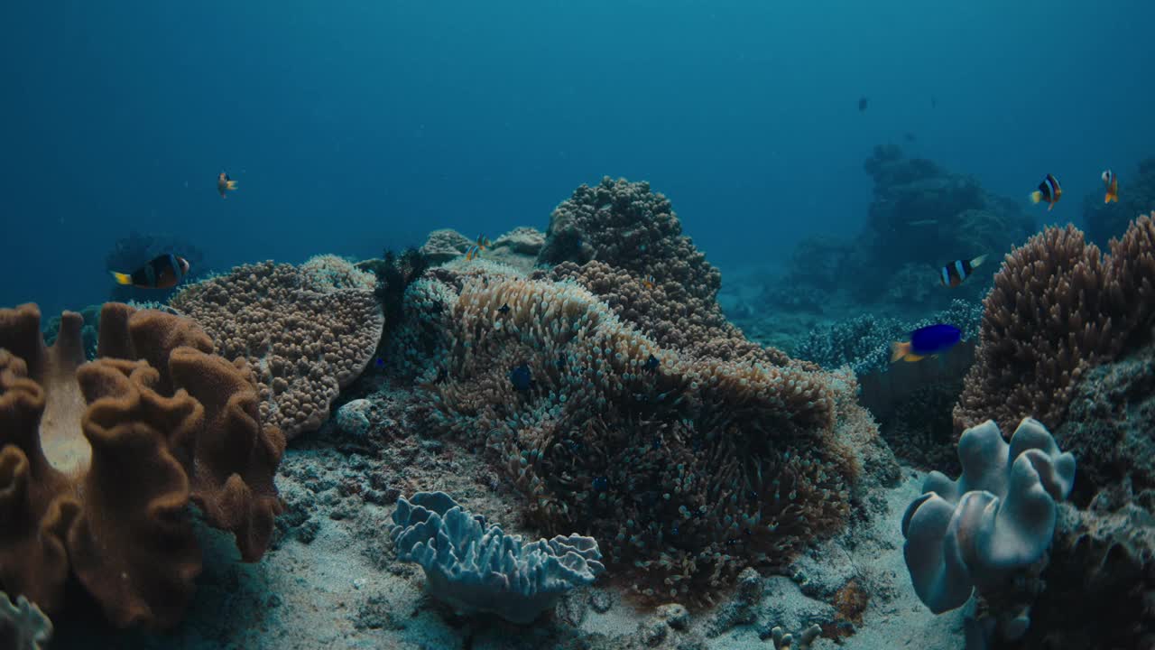 珊瑚和热带小丑鱼在透明的蓝色海洋水下视频素材